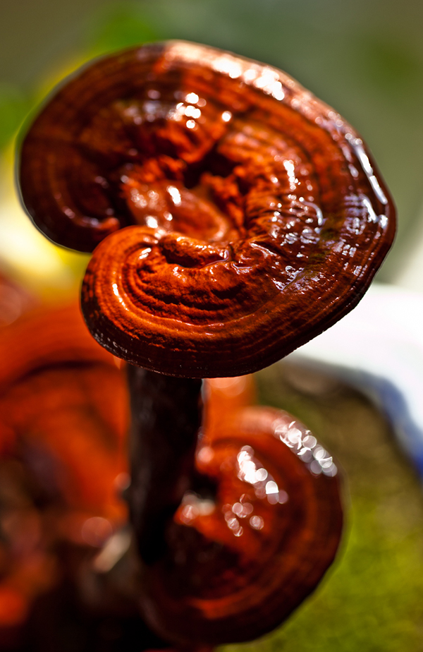 Ganoderma lucidum( reishi)