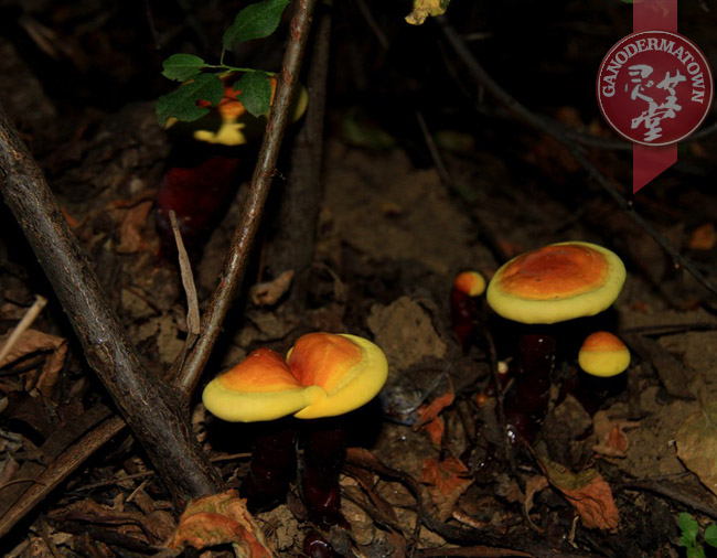 Wild Ganoderma lucidum